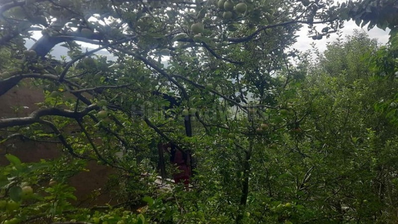 ₹2.50 Cr&nbsp;|&nbsp;19 bigha apple orchard for sale  in narkanda shimla