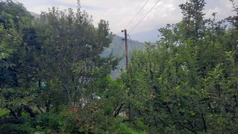 ₹2.50 Cr&nbsp;|&nbsp;19 bigha apple orchard for sale  in narkanda shimla