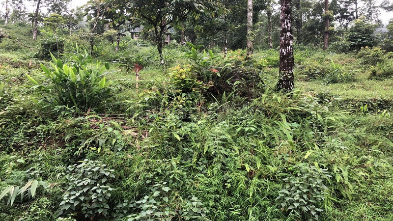 ₹70 Lac&nbsp;|&nbsp;1 acres agriculture land for sale  in kalimpong darjeeling