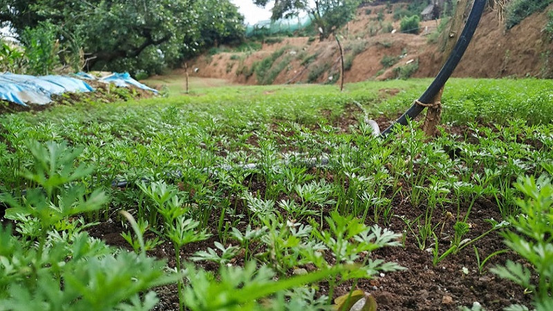 ₹55 Lac&nbsp;|&nbsp;55 cents agriculture land for sale  in thalayattimund ooty