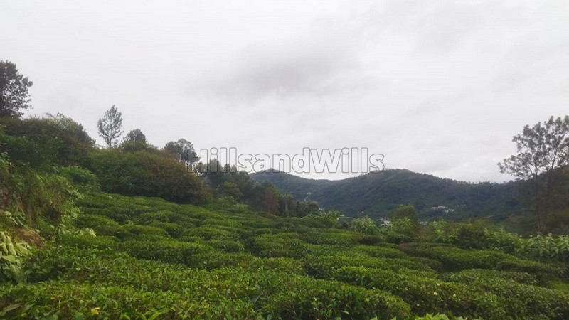 ₹53 Lac&nbsp;|&nbsp;53 cents tea estate for sale  in kannerimukku, kotagiri