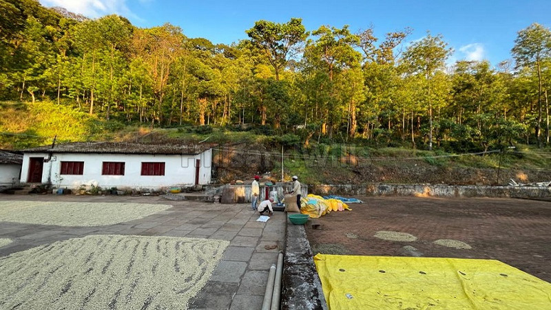 ₹83.25 Cr&nbsp;|&nbsp;592 acres coffee estate for sale  in kemmanagundi chikmagalur