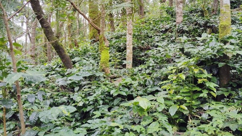 ₹83.25 Cr&nbsp;|&nbsp;592 acres coffee estate for sale  in kemmanagundi chikmagalur