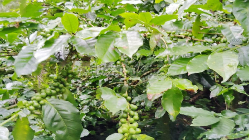 ₹83.25 Cr&nbsp;|&nbsp;592 acres coffee estate for sale  in kemmanagundi chikmagalur