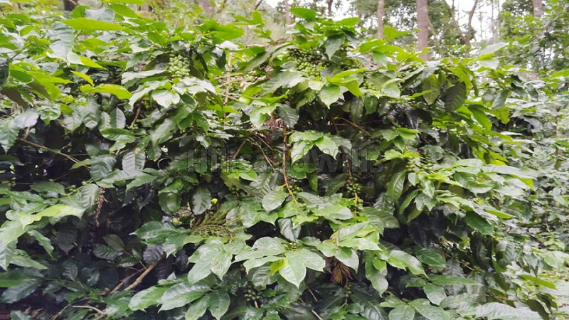 ₹83.25 Cr&nbsp;|&nbsp;592 acres coffee estate for sale  in kemmanagundi chikmagalur