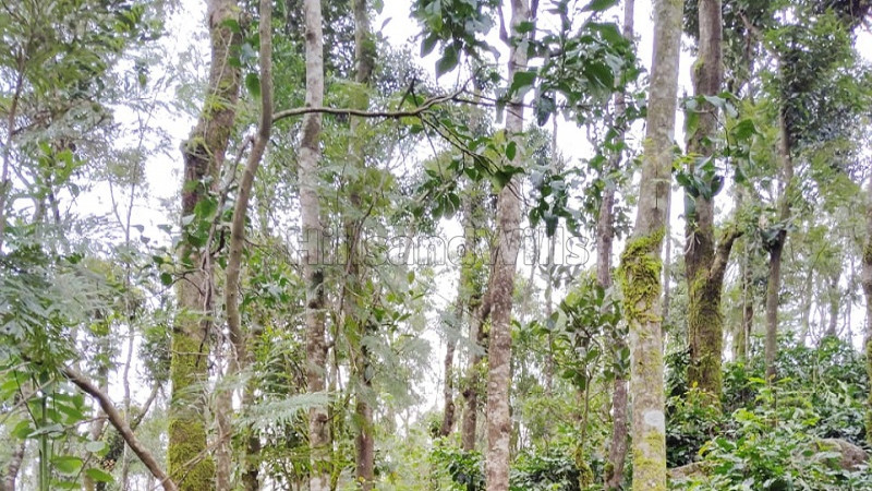 ₹83.25 Cr&nbsp;|&nbsp;592 acres coffee estate for sale  in kemmanagundi chikmagalur
