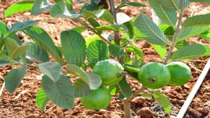₹16.26 Lac&nbsp;|&nbsp;6534 sq.ft. agriculture land for sale  in chikkaballapur madhugiri hills