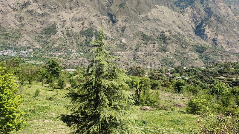 ₹2.50 Cr | 5 bigha agriculture land for sale in mandi prasher lake near kullu-manali