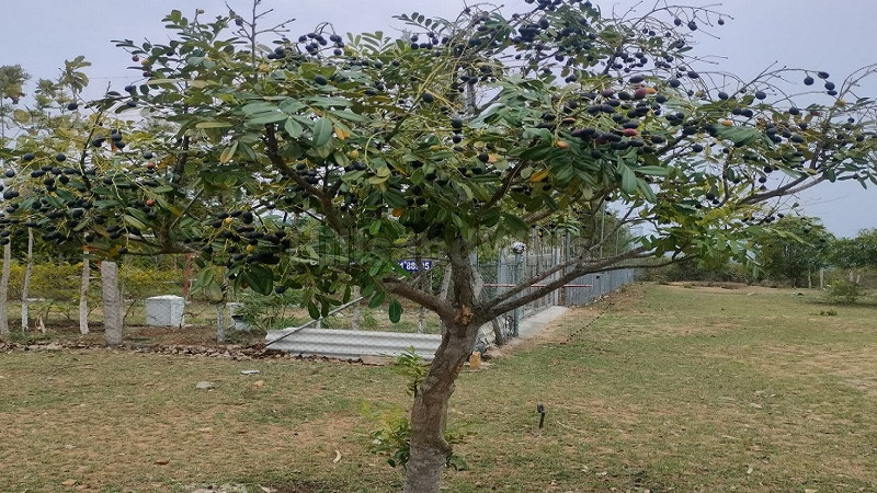 ₹15 Lac&nbsp;|&nbsp;25 cents residential plot for sale  in thalavadi near nilgiris