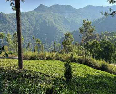 5 acres  scenic view tea estate for sale  in aravenu kotagiri