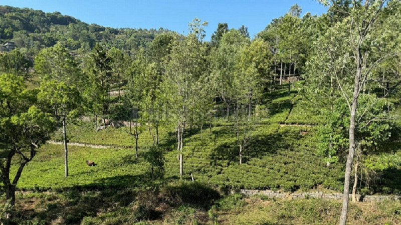 ₹17.50 Cr&nbsp;|&nbsp;5 acres  scenic view tea estate for sale  in aravenu kotagiri