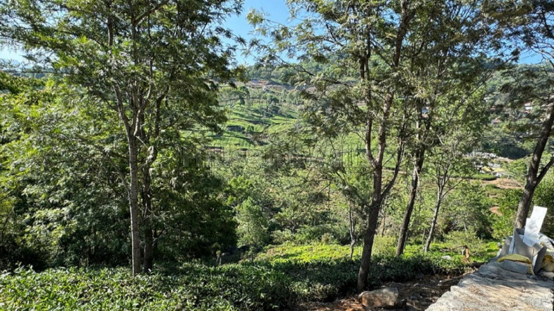 ₹17.50 Cr&nbsp;|&nbsp;5 acres  scenic view tea estate for sale  in aravenu kotagiri