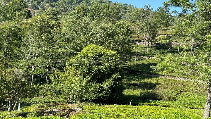 ₹17.50 Cr&nbsp;|&nbsp;5 acres  scenic view tea estate for sale  in aravenu kotagiri