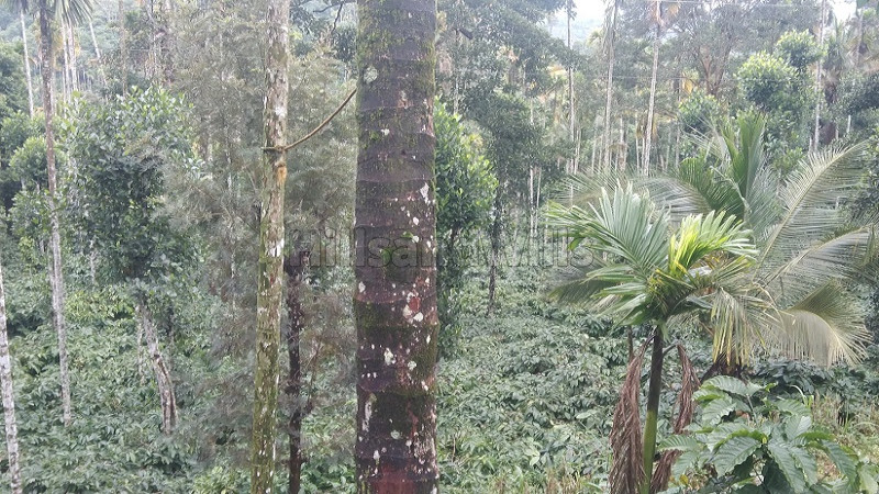 ₹2.50 Cr&nbsp;|&nbsp;5 acres coffee estate with guest house for sale  in thomattuchal wayanad