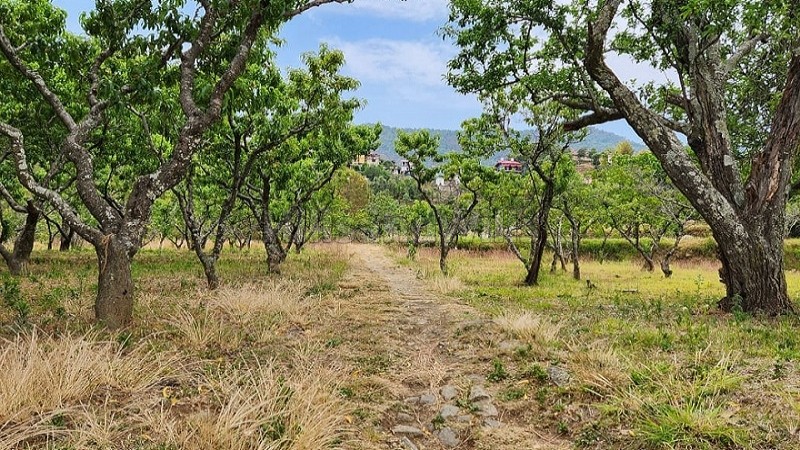 ₹25 Lac | 75 nali commerical land for sale in talla ramgarh near nainital