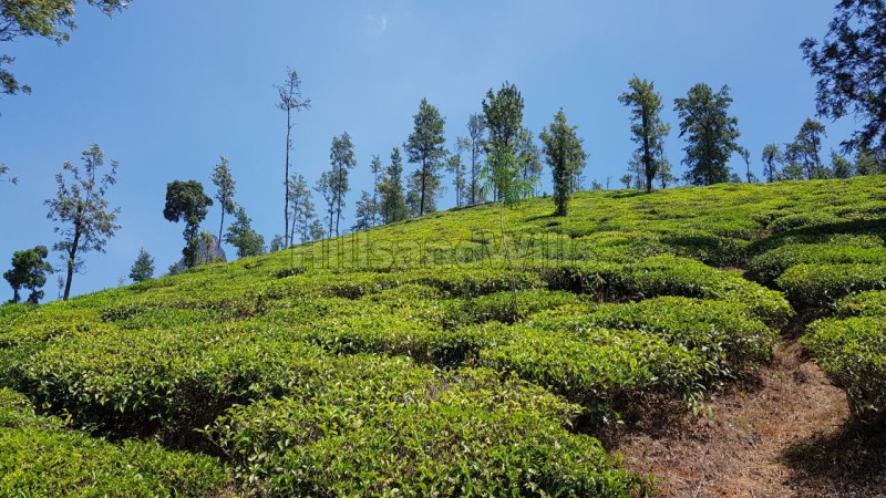 ₹1.35 Cr | 35 cents residential plot for sale in ulhatty ooty