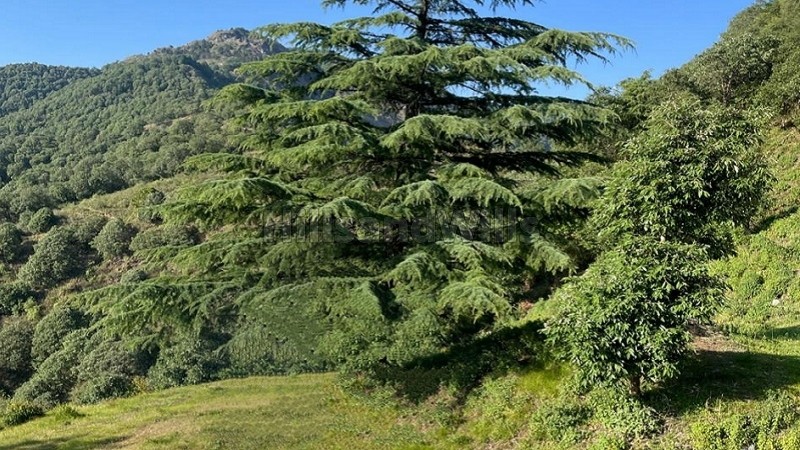 ₹40 Lac | 1 bigha agriculture land for sale in hathipao mussoorie