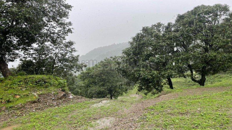 ₹12 Cr&nbsp;|&nbsp;30 bigha deodar and saal estate for sale  in hathipao mussoorie