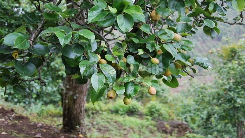 ₹1.19 Cr&nbsp;|&nbsp;10900 sq.ft.  palani temple view gated community residential plot for sale  in vilpatti kodaikanal