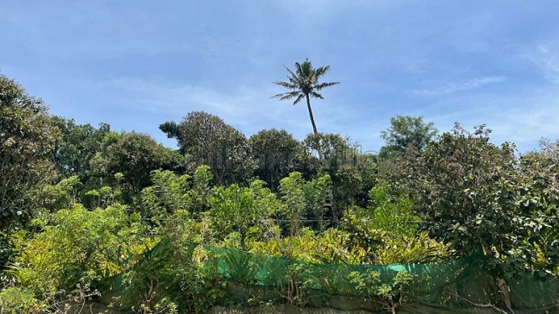 ₹60 Lac | 1 acres agriculture land for sale in mathippara, kochera idukki