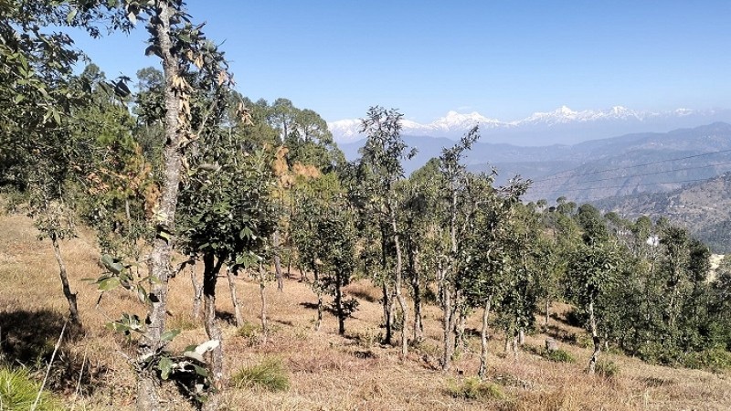 ₹24 Lac - 48 Lac&nbsp;|&nbsp;300 sq.yards - 600 sq.yards  himalayan view residential plots for sale  in jalna, almora near nainital