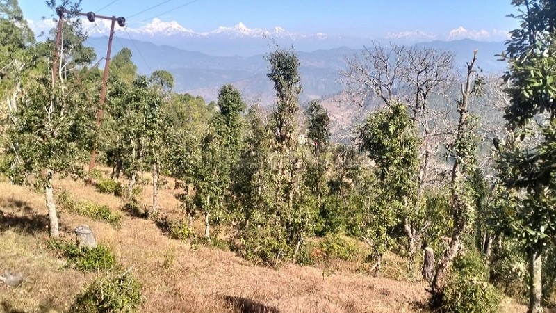 ₹24 Lac - 48 Lac&nbsp;|&nbsp;300 sq.yards - 600 sq.yards  himalayan view residential plots for sale  in jalna, almora near nainital