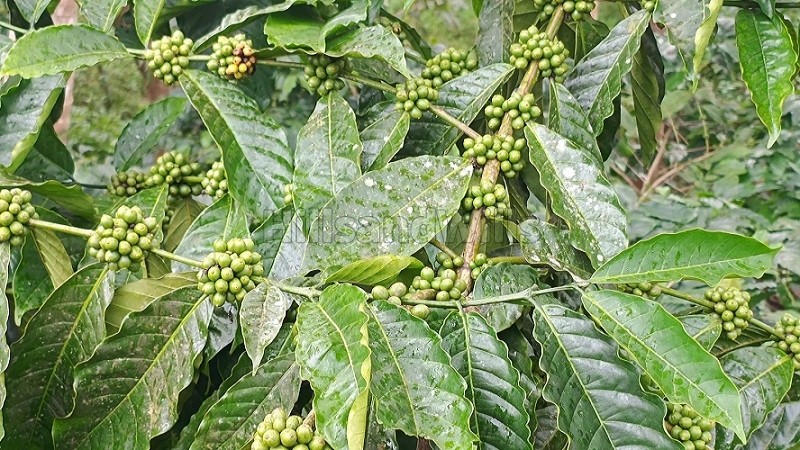 ₹56 Lac&nbsp;|&nbsp;2 acres coffee estate for sale  in karimani wayanad