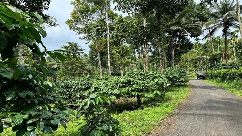 ₹52 Lac | 2 acres coffee estate for sale in manalvayal wayanad