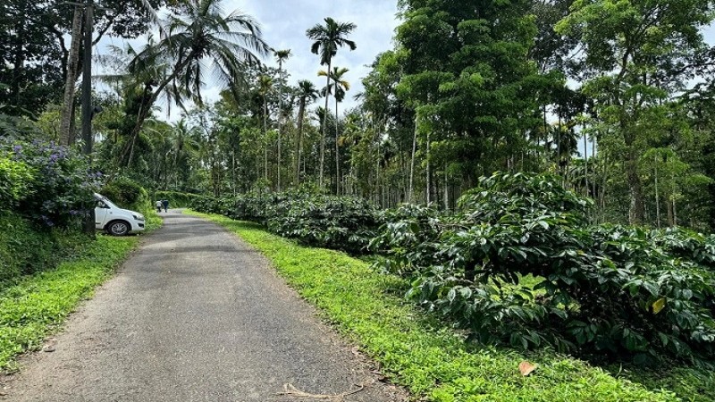 ₹52 Lac | 2 acres coffee estate for sale in manalvayal wayanad