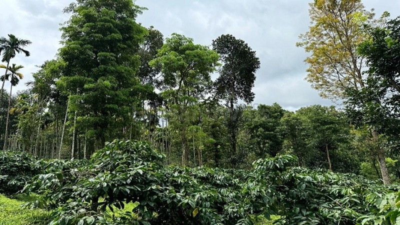 ₹52 Lac | 2 acres coffee estate for sale in manalvayal wayanad