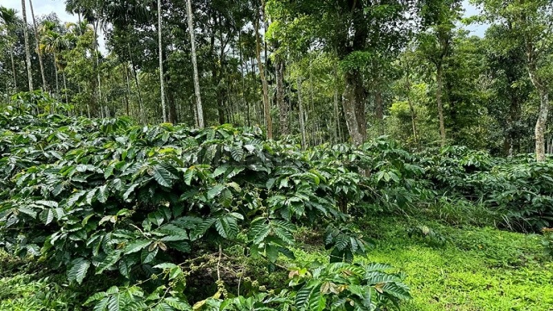 ₹52 Lac | 2 acres coffee estate for sale in manalvayal wayanad