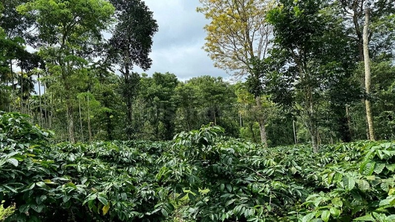 ₹52 Lac | 2 acres coffee estate for sale in manalvayal wayanad