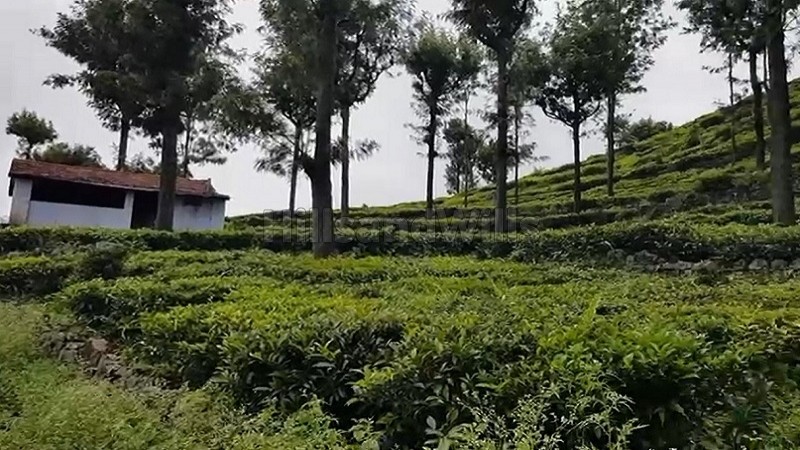 ₹3.25 Cr&nbsp;|&nbsp;69 cents tea estate for sale  in konavakarai kotagiri