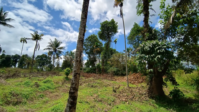 ₹1.80 Cr&nbsp;|&nbsp;80 cents commerical land for sale  in kalpetta wayanad