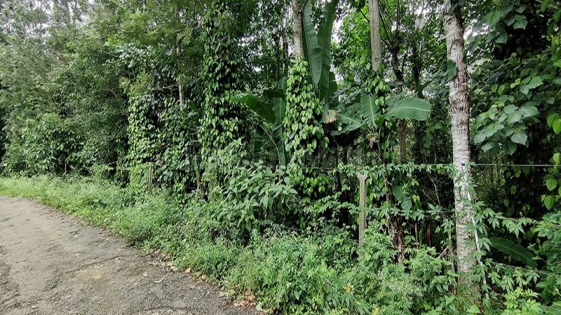 ₹1.50 Cr&nbsp;|&nbsp;3.9 acres cardamom and pepper estate for sale  in periyur kodaikanal