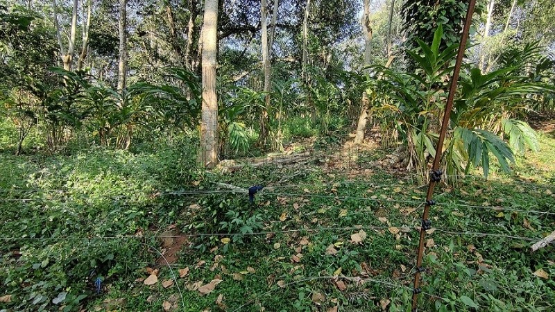 ₹1.50 Cr&nbsp;|&nbsp;3.9 acres cardamom and pepper estate for sale  in periyur kodaikanal