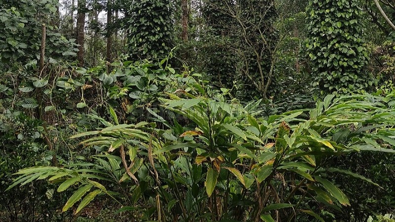 ₹1.50 Cr&nbsp;|&nbsp;3.9 acres cardamom and pepper estate for sale  in periyur kodaikanal