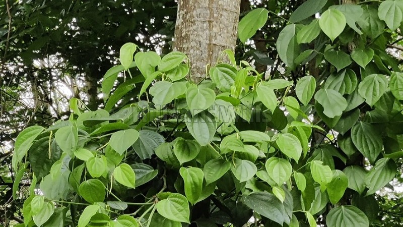 ₹1.50 Cr&nbsp;|&nbsp;3.9 acres cardamom and pepper estate for sale  in periyur kodaikanal