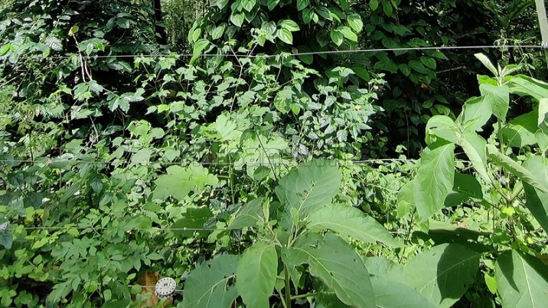 ₹1.50 Cr&nbsp;|&nbsp;3.9 acres cardamom and pepper estate for sale  in periyur kodaikanal