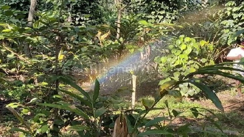 ₹1.50 Cr&nbsp;|&nbsp;3.9 acres cardamom and pepper estate for sale  in periyur kodaikanal