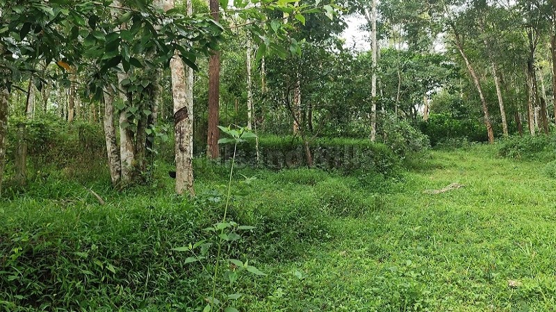 ₹40 Lac | 92 cents agriculture land for sale in koleri wayanad