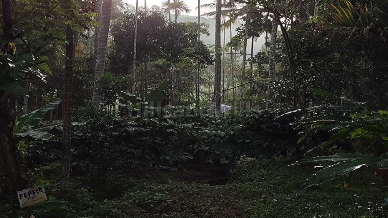 ₹40 Lac | 92 cents agriculture land for sale in koleri wayanad