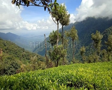 1.72 ares  land for sale  in sait bunglow area coonoor