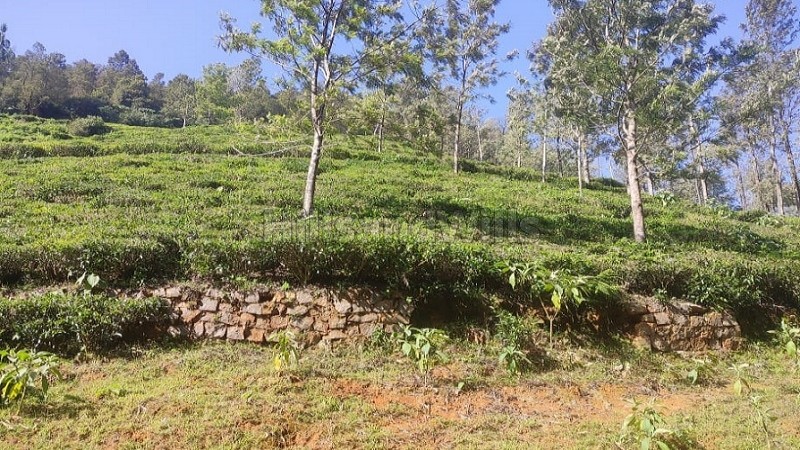 ₹1.60 Cr&nbsp;|&nbsp;1 acres tea estate for sale  in kettikambai kotagiri