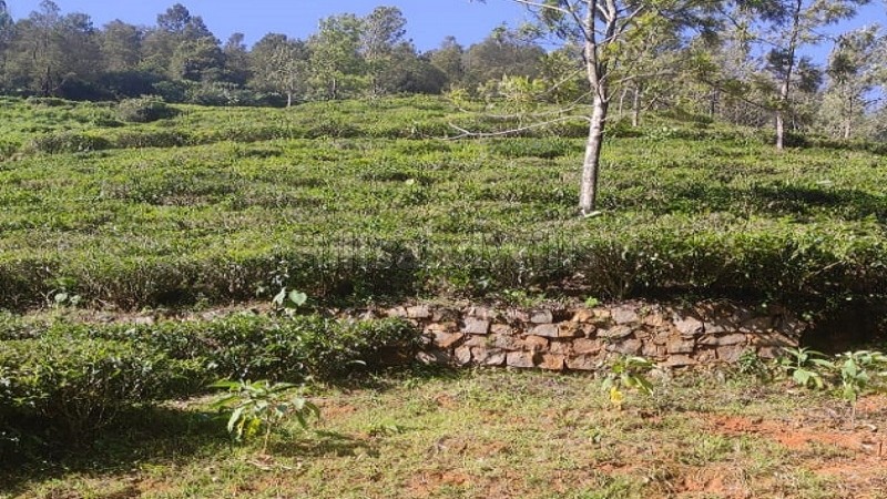 ₹1.60 Cr&nbsp;|&nbsp;1 acres tea estate for sale  in kettikambai kotagiri