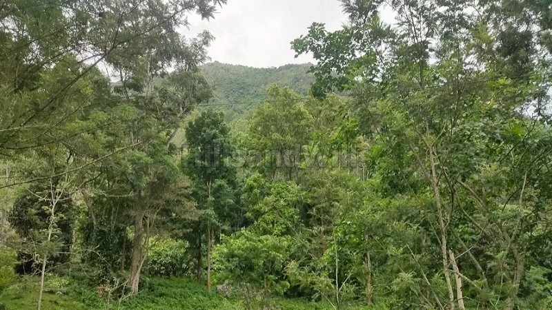 ₹27.22 Cr&nbsp;|&nbsp;165 acres coffee estate for sale  in pachalur kodaikanal