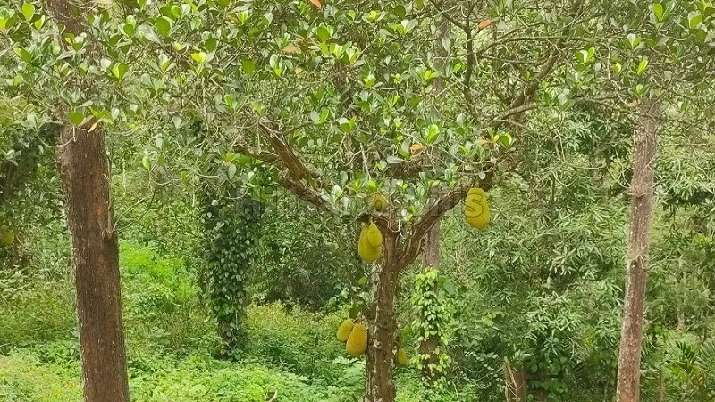 ₹27.22 Cr&nbsp;|&nbsp;165 acres coffee estate for sale  in pachalur kodaikanal