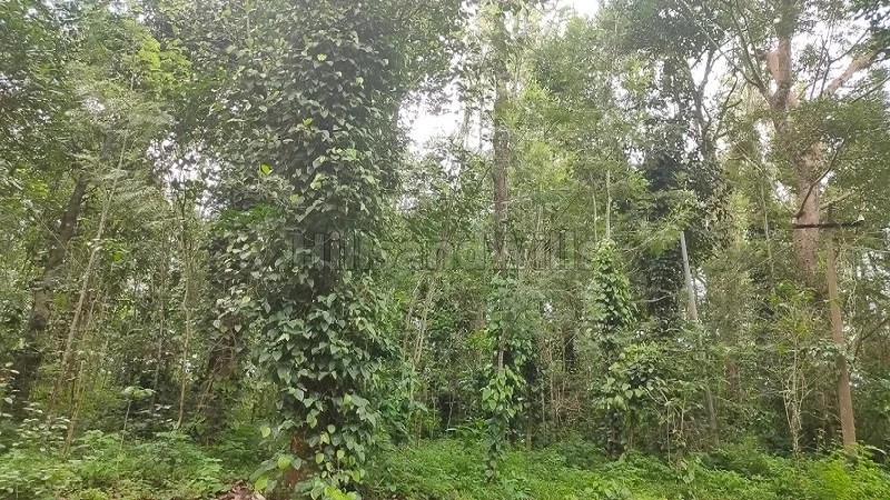 ₹27.22 Cr&nbsp;|&nbsp;165 acres coffee estate for sale  in pachalur kodaikanal