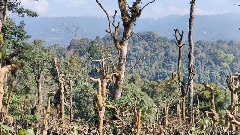 ₹7.50 Cr&nbsp;|&nbsp;15 acres agriculture land for sale  in madikeri coorg