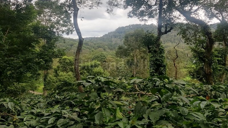 ₹7.50 Cr&nbsp;|&nbsp;15 acres agriculture land for sale  in madikeri coorg